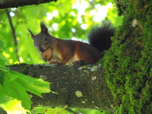 squirrel