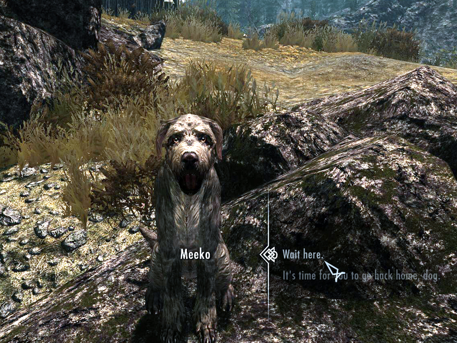 Sit Meeko sit, good dog!