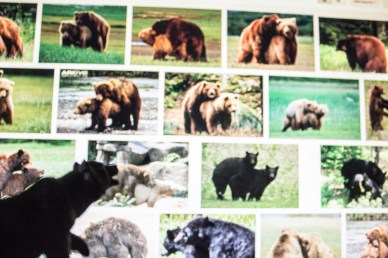 The BEAR necessity!